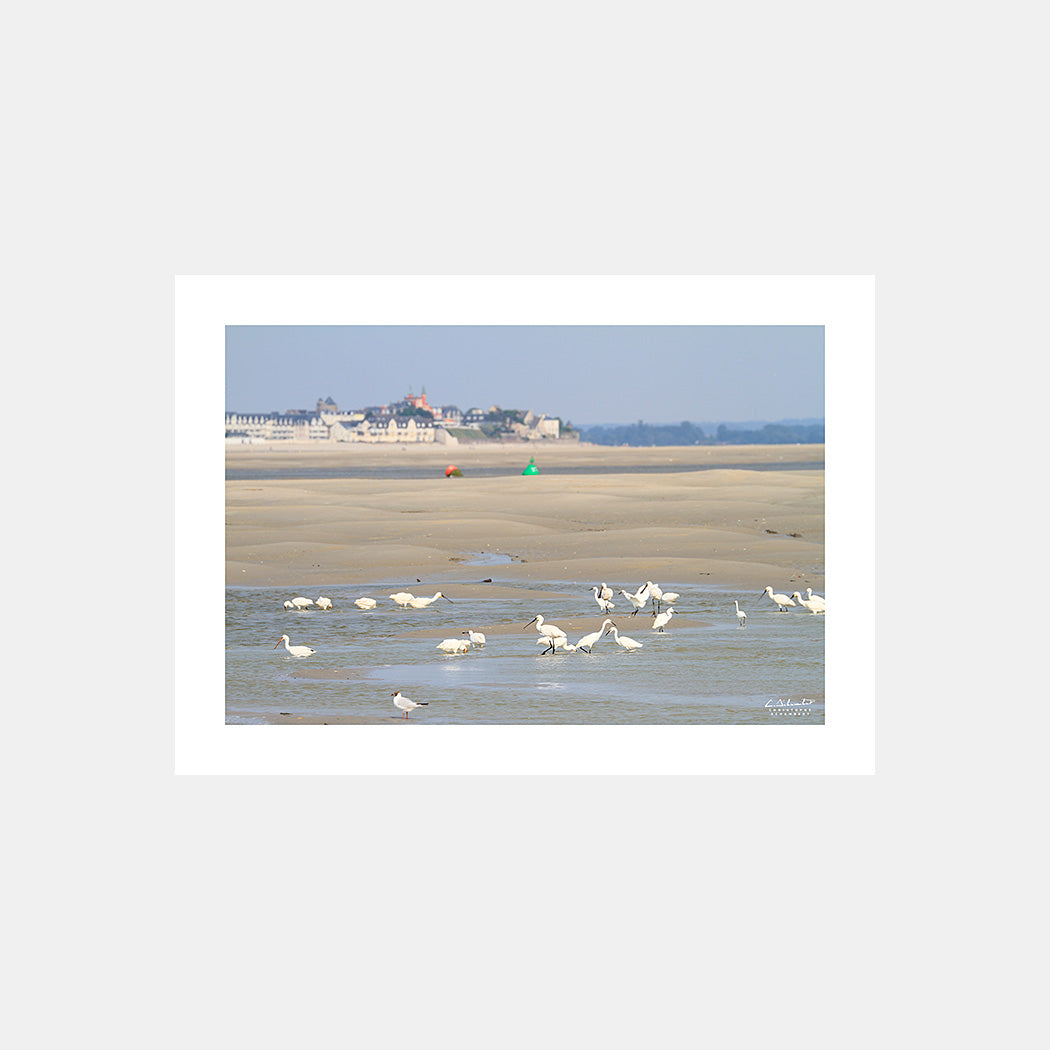 Poster photo 1576 Spatules et aigrettes devant Le Crotoy