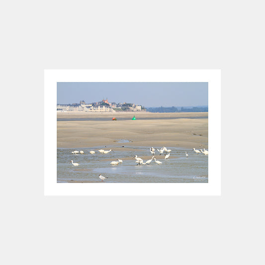 Poster photo 1576 Spatules et aigrettes devant Le Crotoy