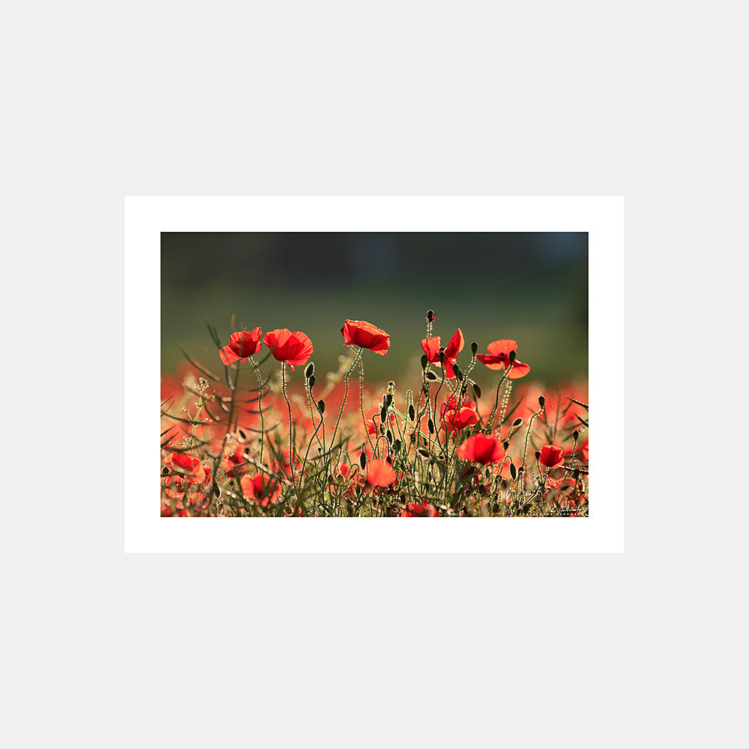 Poster photo 2229 Coquelicots dans un champ à contre-jour